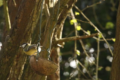 Close-up of bird perching on tree