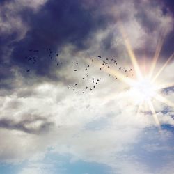 Low angle view of bird flying in sky