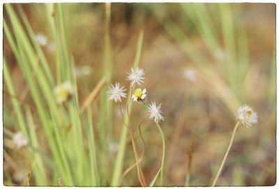 Close-up of flowers blooming on field