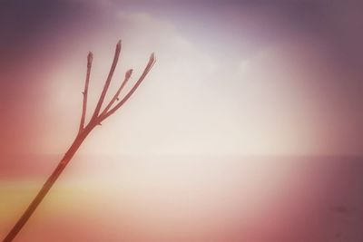 Trees against sky