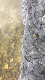 Close-up of lizard on sand