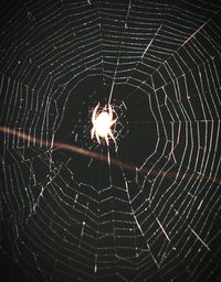 Close-up of spider web