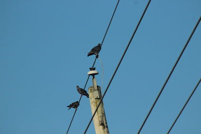 Low angle view of bird perching on cable against clear blue sky