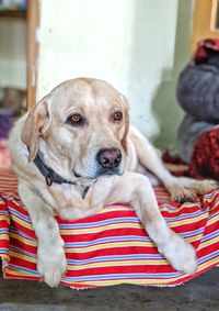 Portrait of dog relaxing at home