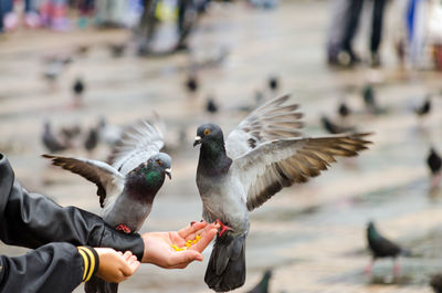 People feeding pigeons with corns in palm at bolivar square