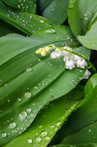 Close-up of wet leaves on plant