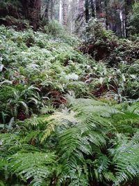 Close-up of fern amidst trees in forest