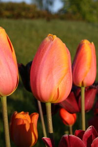 Close-up of pink tulips