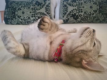 Low section of dog relaxing on blanket
