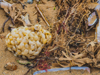 High angle view of dried nest on plant