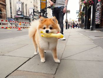 Dog on footpath in city