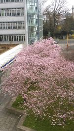 View of flowers in garden