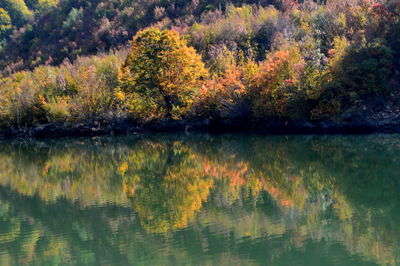 Scenic view of lake by trees during autumn