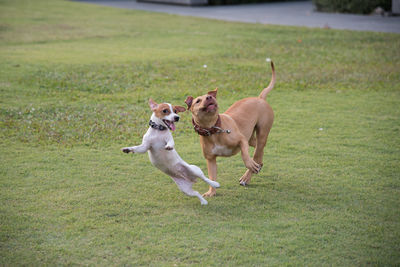 Dogs running on grassy field