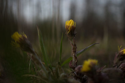 Close-up of wilted yellow flower on field