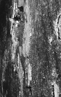 Full frame shot of tree trunk