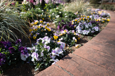 Small flowers in flower beds.