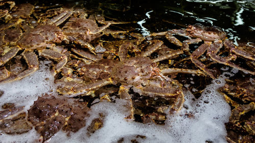 High angle view of crab in sea
