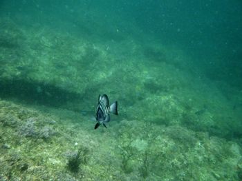 View of fish swimming in sea