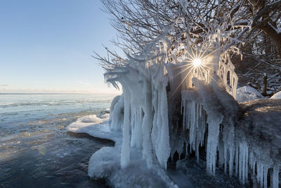 Ice covered tree on lake ontario