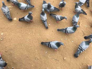 High angle view of birds