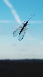 Close-up of fly on window