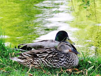 Side view of mallard ducks at lakeshore