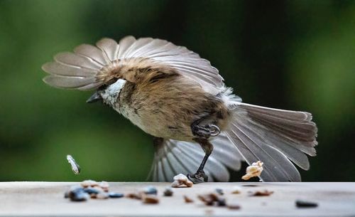 Close-up of birds eating