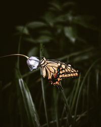 Close-up of butterfly on plant