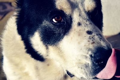 Close-up of dog