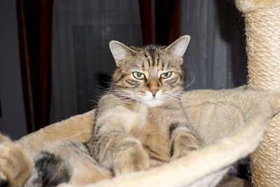 Close-up portrait of cat relaxing