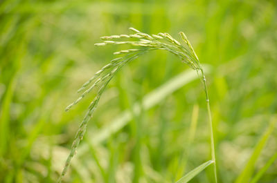 Jasmine rice in paddy field, yasothon, thailand