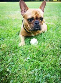Portrait of dog on grass