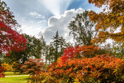 Scenic view of red flowering trees against sky during autumn