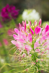 Close-up of pink flowers blooming outdoors