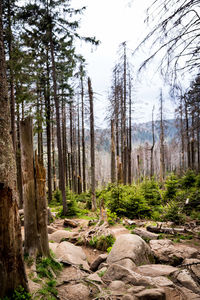 Pine trees in forest against sky