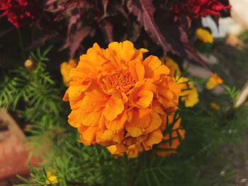 Close-up of yellow marigold flower