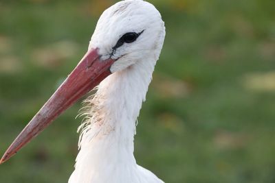 Close-up of a bird