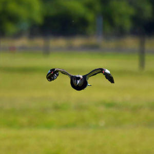 Bird flying in a field