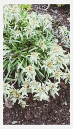 Close up of white flowers