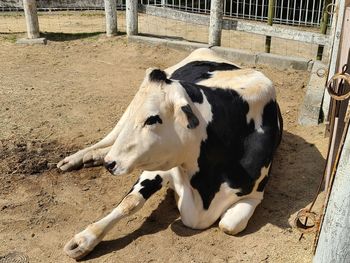 High angle view of cow