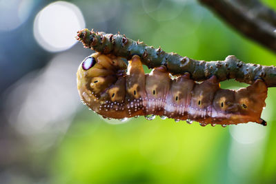 Close-up of insect on leaf