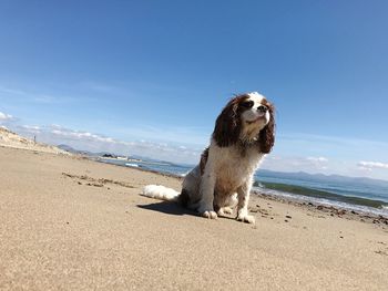 Dog sitting on sand at beach against sky