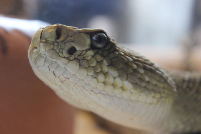 Close-up of lizard