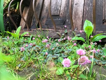 Close-up of flowers growing outdoors