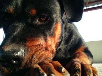 Close-up portrait of dog looking away