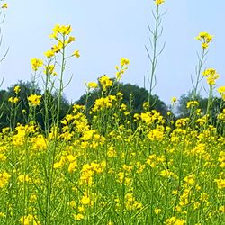 Yellow flowers blooming on field against clear sky