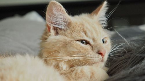 Close-up of ginger cat