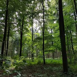 Trees in forest
