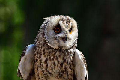 Close-up portrait of owl